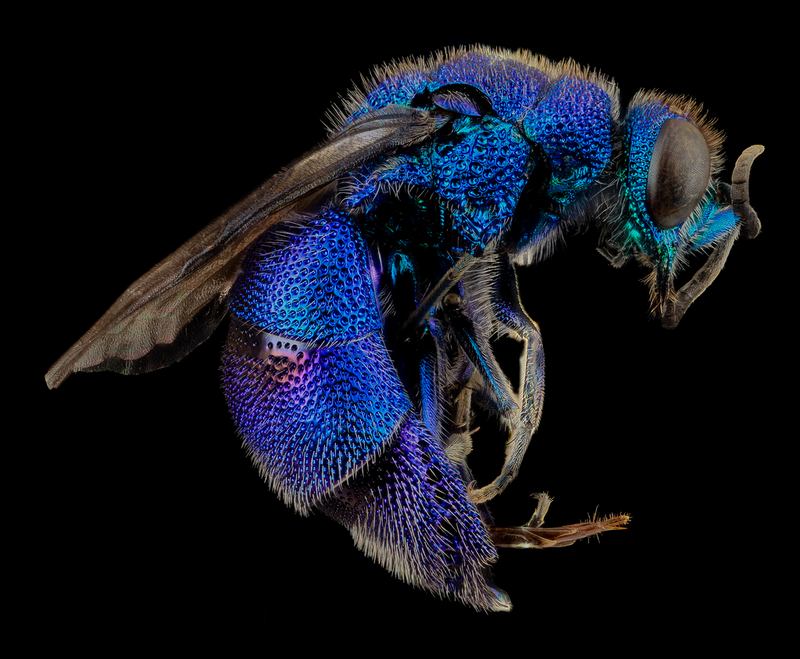 Illustration for article titled Close-Up Bee Portraits Are A Glimpse Into A Gorgeously Weird World